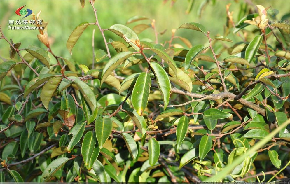  p>胡颓子,别名:蒲颓子,半含春,卢都子,雀儿酥,甜棒子,牛奶子根,石