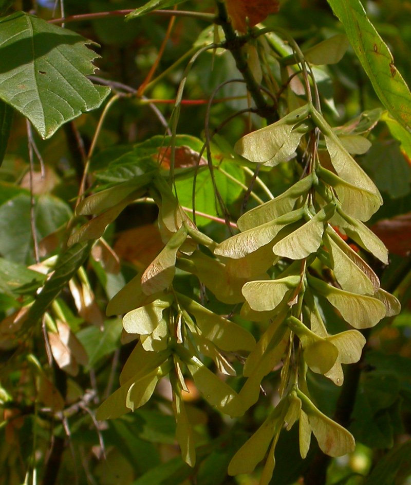  p>槭树科(学名: i>aceraceae  /i>juss.)是无患子目下的一科.