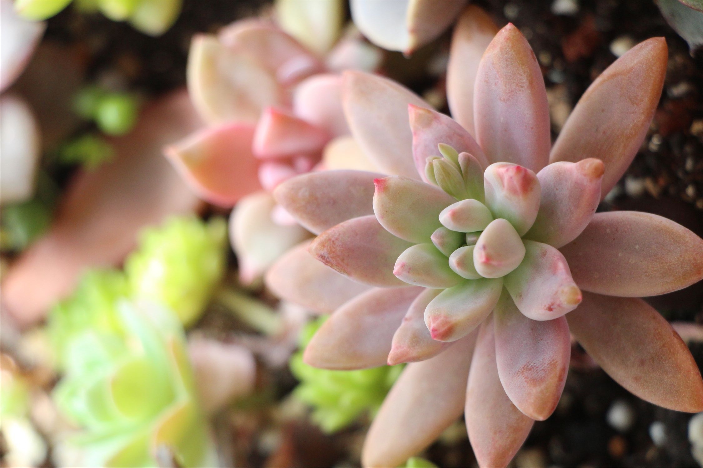 data-lemmaid="7506243">多肉植物 /a>秋丽(× graptosedum 