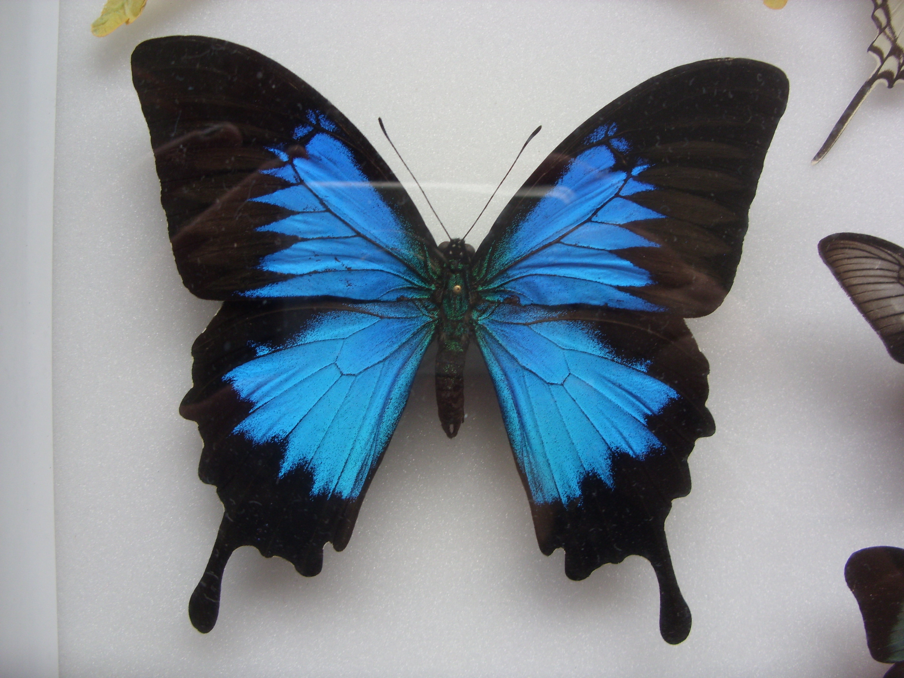  p>天堂凤蝶(学名: i>papilio ulysses /i>) a href="#" data-lemmaid