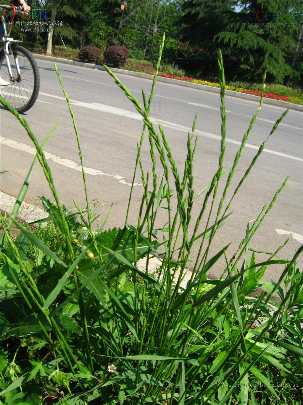  p>毛叶纤毛草常见于路边或潮湿草地.是一种常见的杂草.