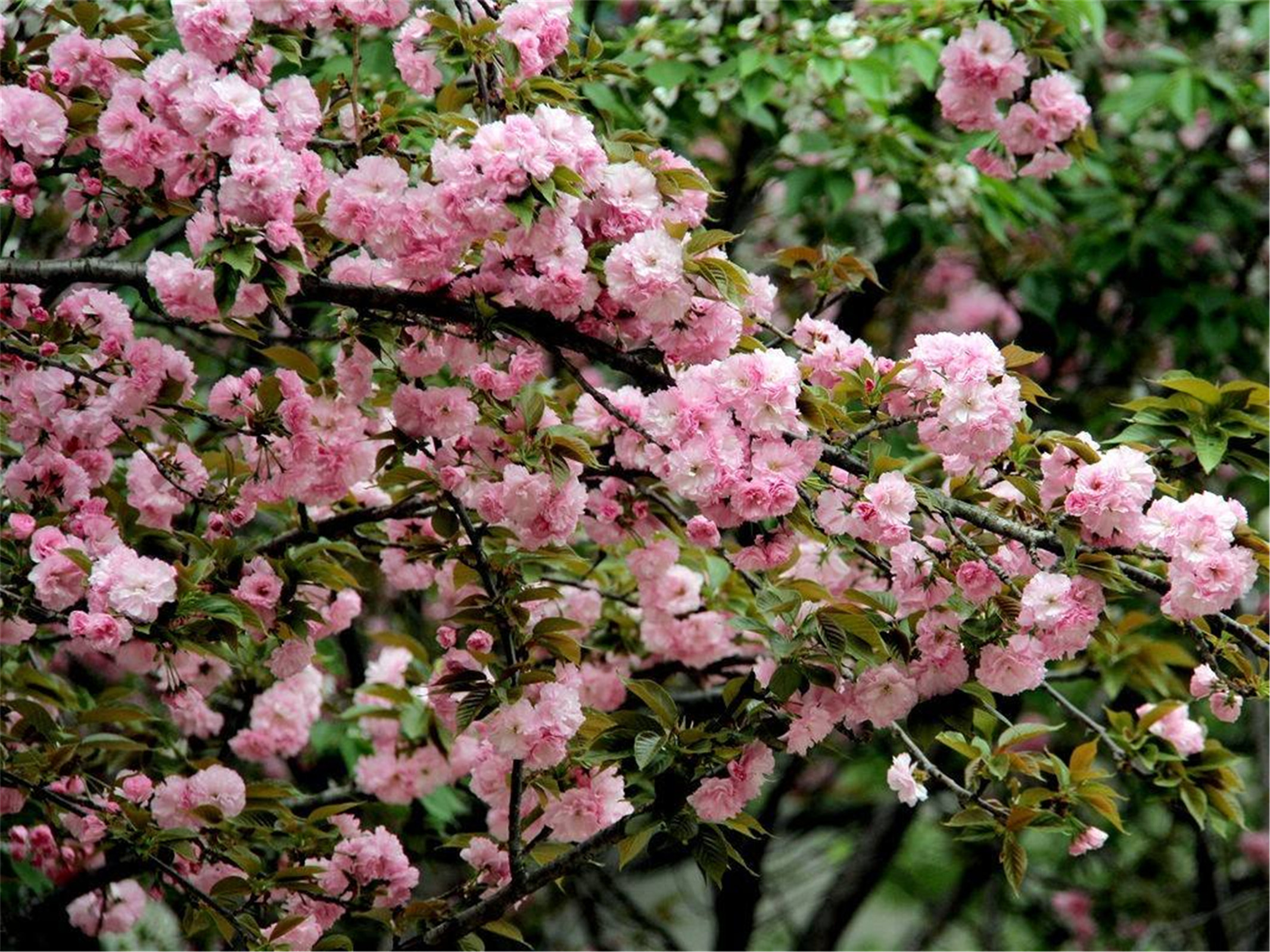  p>日本晚樱, a>蔷薇科 /a>樱属植物,落叶乔木,树皮银灰色,有锈色唇形