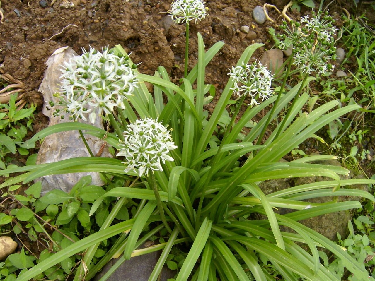 allium hookeri