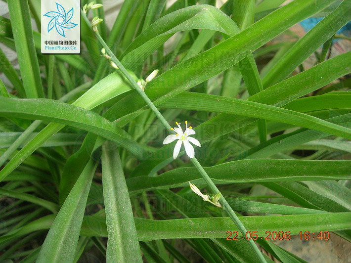  p>吊兰属( a target="_blank" href="/item/学名/8074290" data