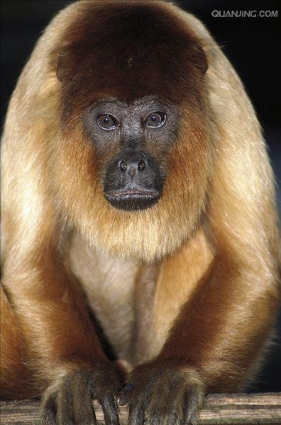 colombian red howling monkey