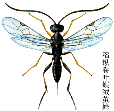  p>昆虫名,为膜翅目,茧蜂科.