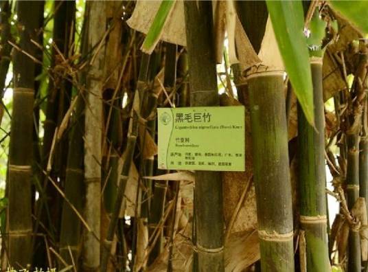 版纳库-黑毛巨竹群体_百度百科