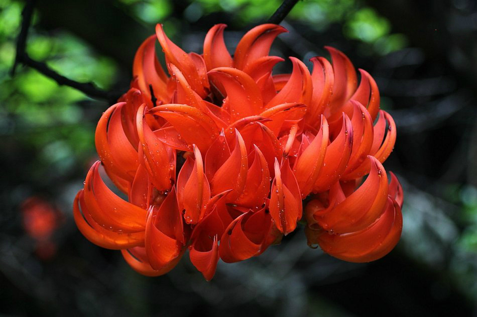  p>红玉藤(学名:mucuna bennettii)又名红花油麻藤, a target="_blank