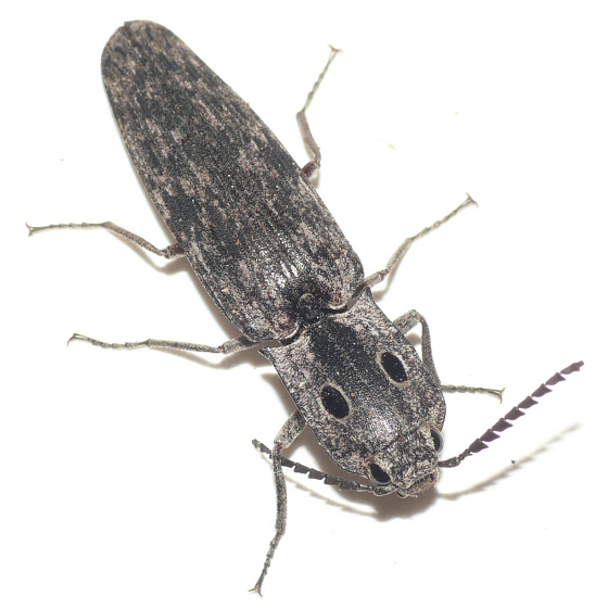  p>盲眼叩甲(学名:alaus myops )也称盲眼 a href="#">叩头虫 /a>,将