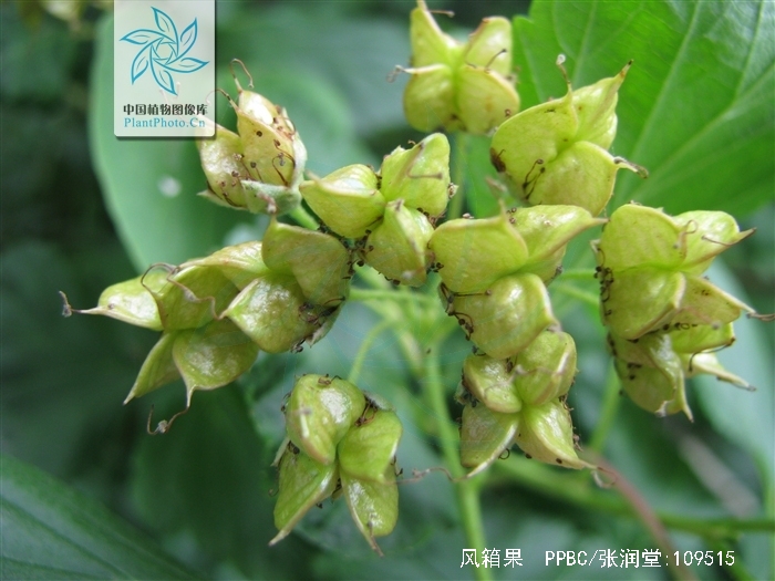  p>风箱果(学名: i>physocarpus amurensis /i> (maxim.) maxim.