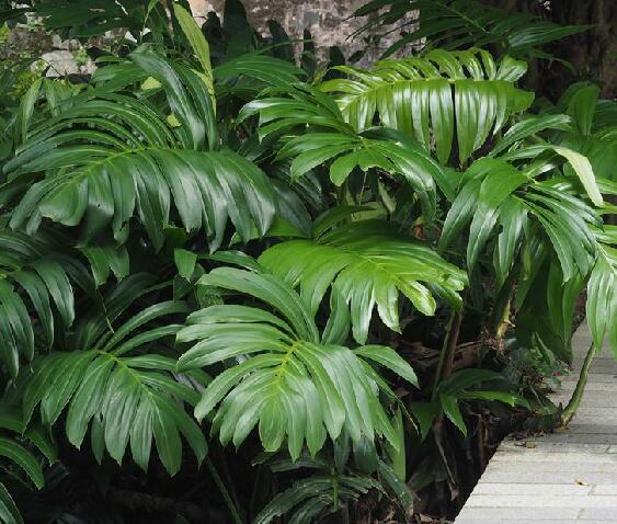  p>麒麟叶(学名: i>epipremnum pinnatum /i> (l.) engl.