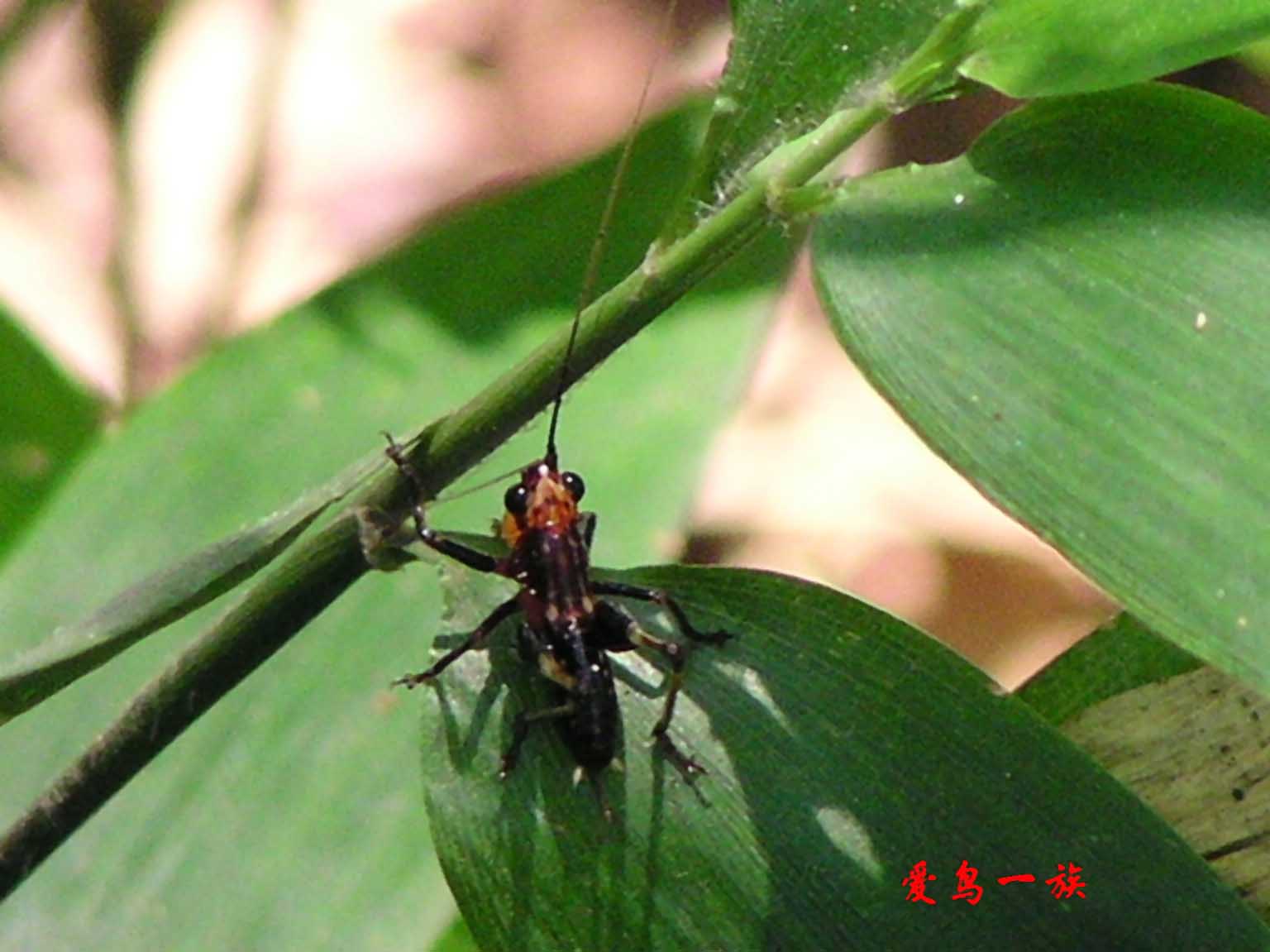 我国的三大传统鸣虫分别是"蛐蛐","油葫芦"和"蝈蝈".