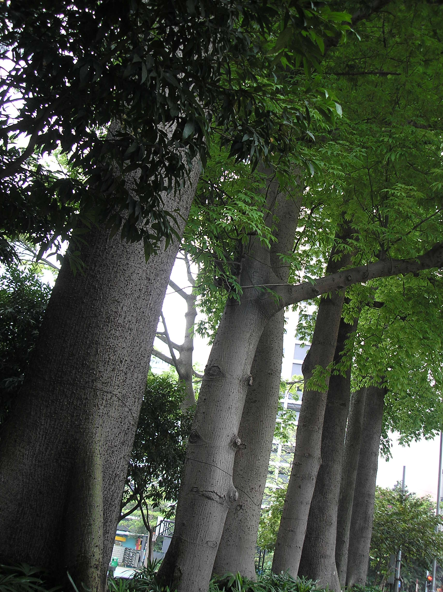 木棉树