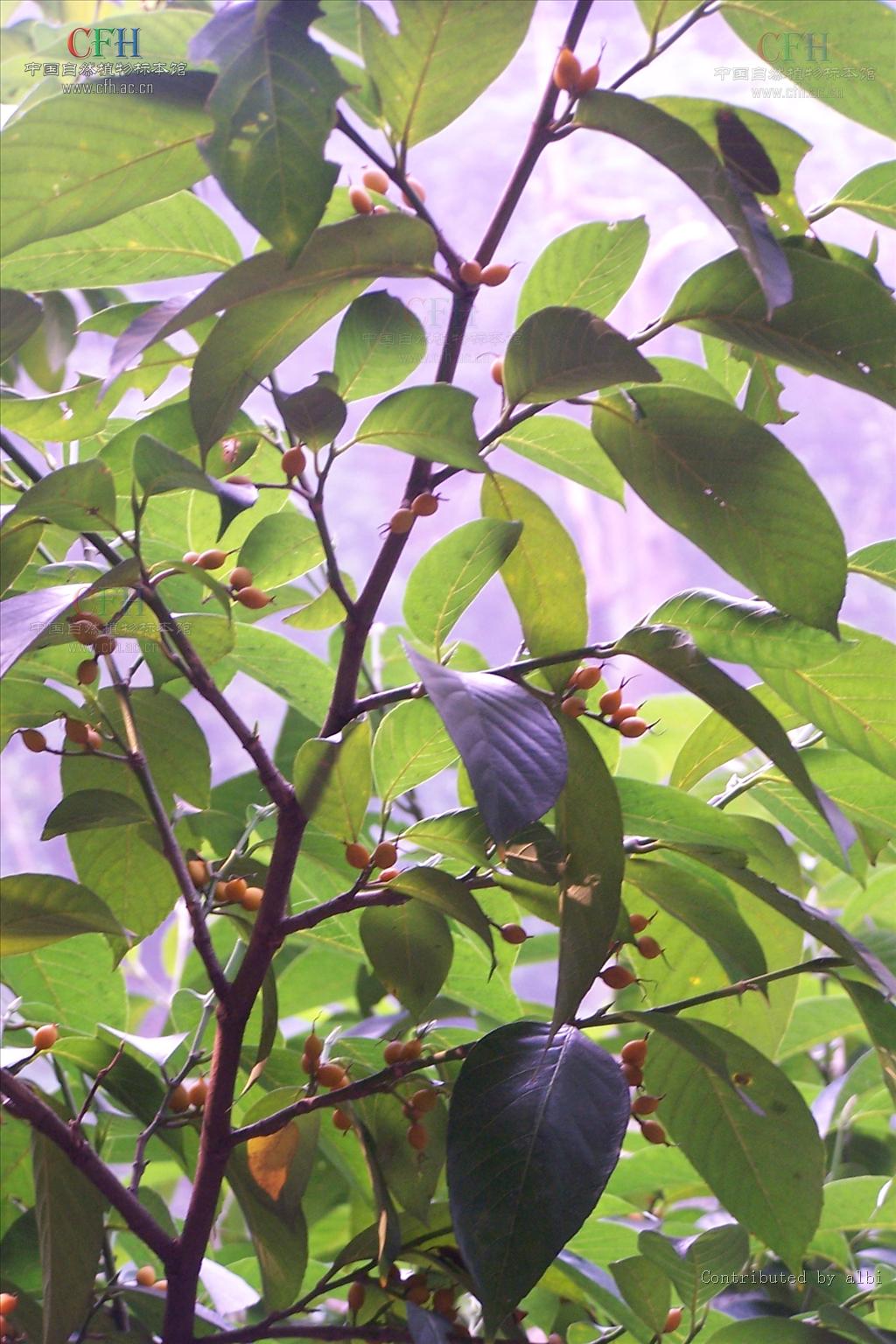  p>白颜树属(学名:gironniera gaud.