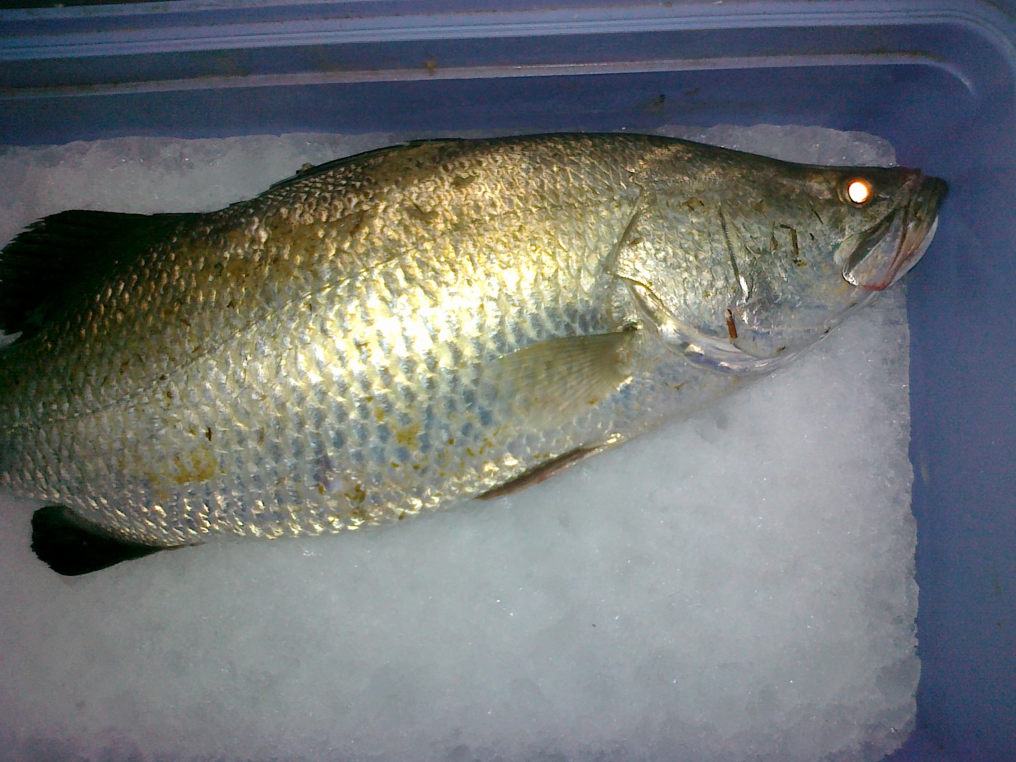  p>鲈亚目, i>percoidei /i>,为 a href="#" data-lemmaid="2520993">