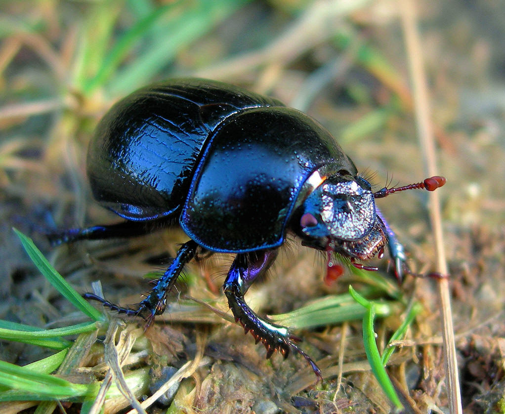 dung beetle