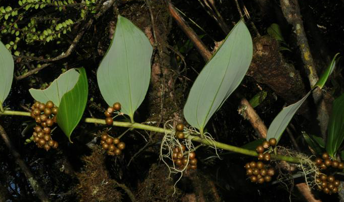  p>对叶黄精(学名:polygonatum oppositifolium)是百合科黄精属具根状