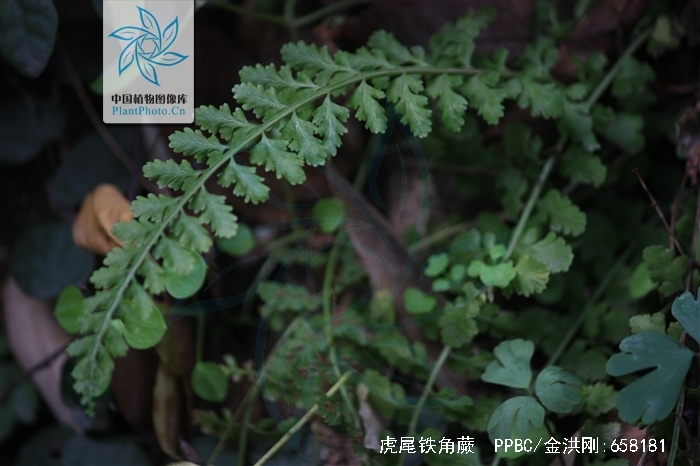  p>虎尾铁角蕨(学名: i>asplenium incisum /i> thunb.