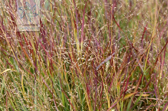  p>柳枝稷( i>panicum virgatum  /i>l i>. /i>)禾本科多年生草本.