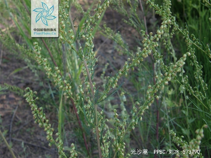  p>光沙蒿(学名: i>artemisia oxycephala /i> kitag.