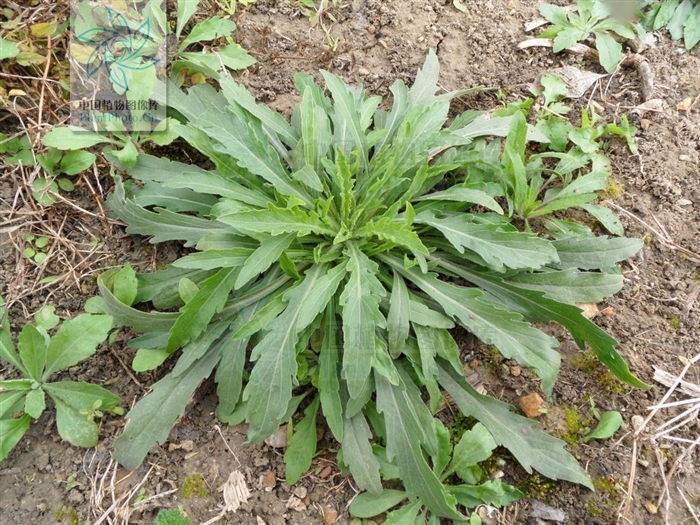  p>香丝草(学名:conyza bonariensis i>(l.) cronq.