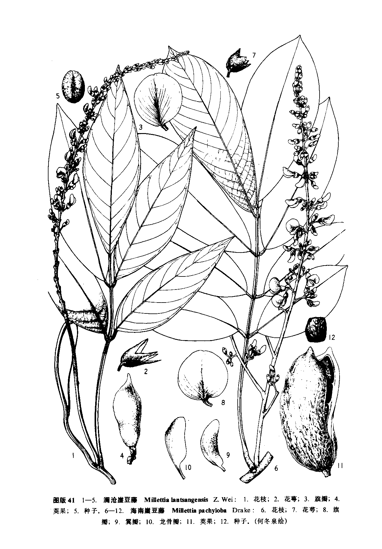  p>澜沧崖豆藤(学名:millettia lantsangensis)是 a target="_blank"