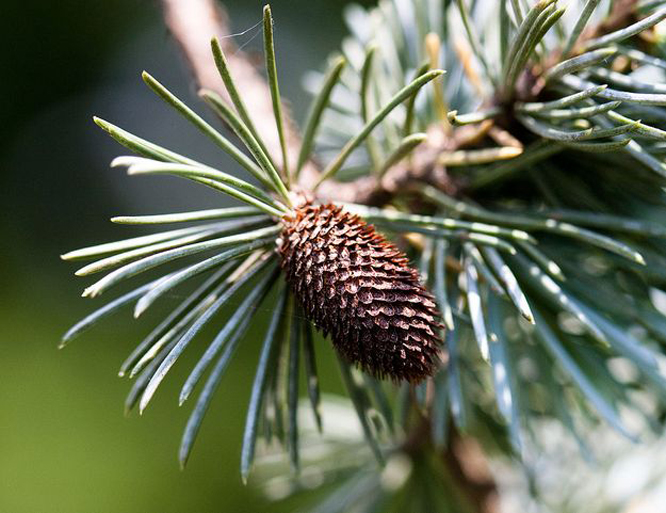  p>大西洋雪松(学名: i>cedrus atlantica /i>),为 a href="#" data