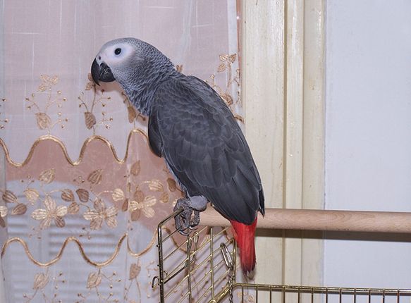  p>非洲灰鹦鹉(学名: i>psittacus erithacus /i>)属于大型鹦鹉,是