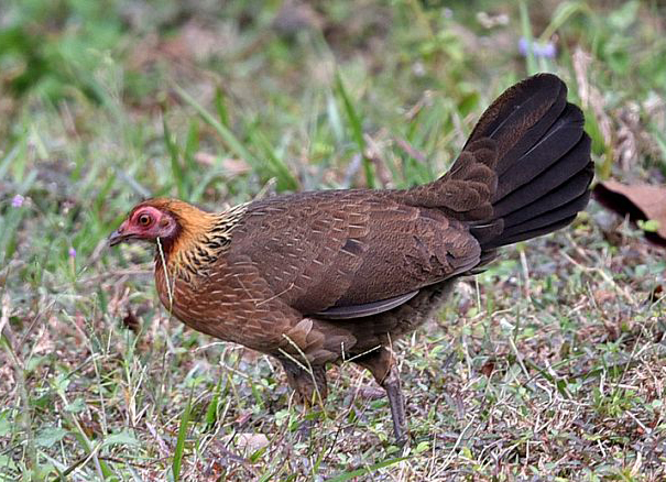 href="/item/家鸡/7760010" data-lemmaid="7760010">家鸡 /a>的野生