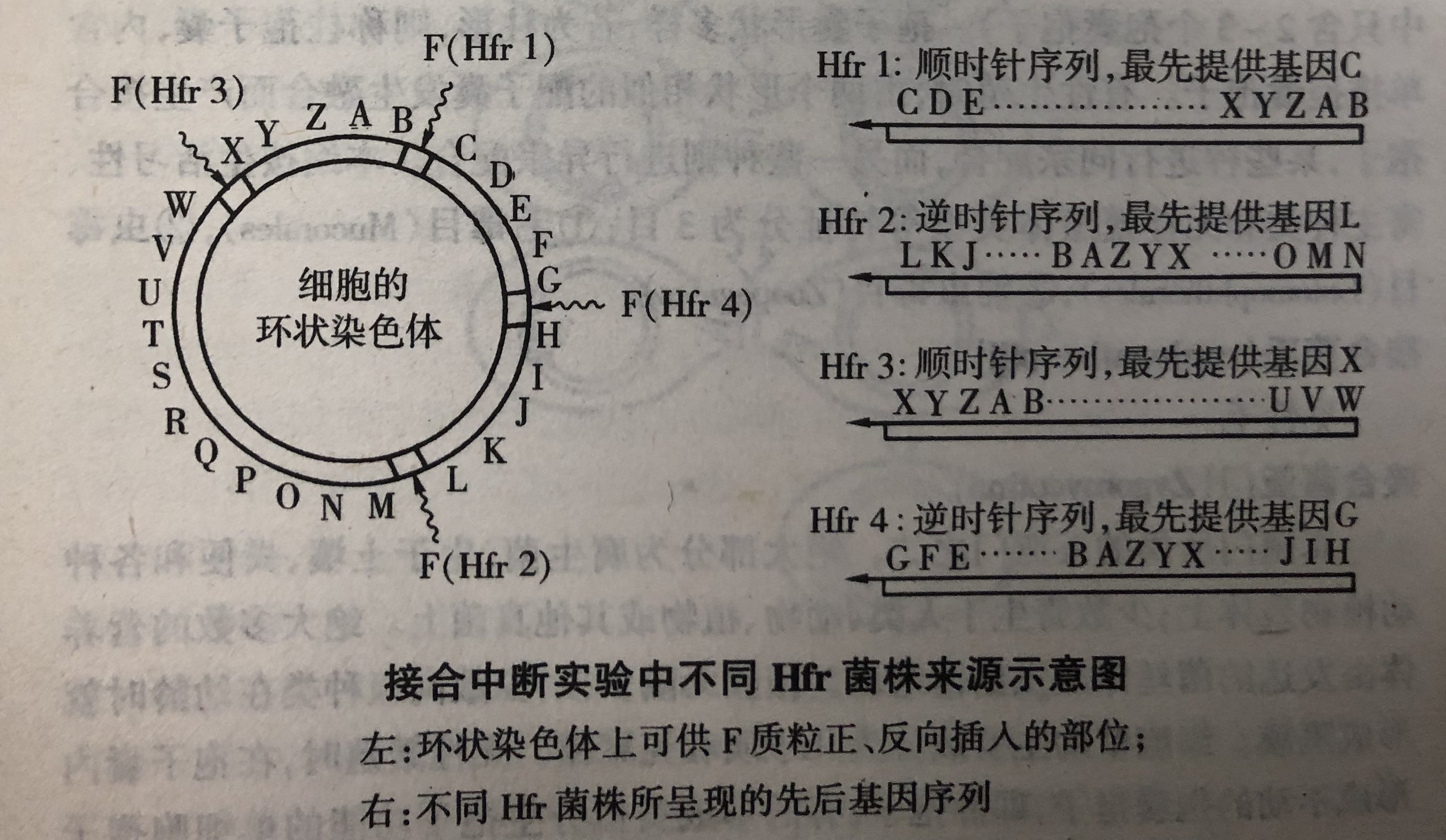  p>一种利用hfr菌株与f-菌株间的接合中断,测定原核生物基因序列并