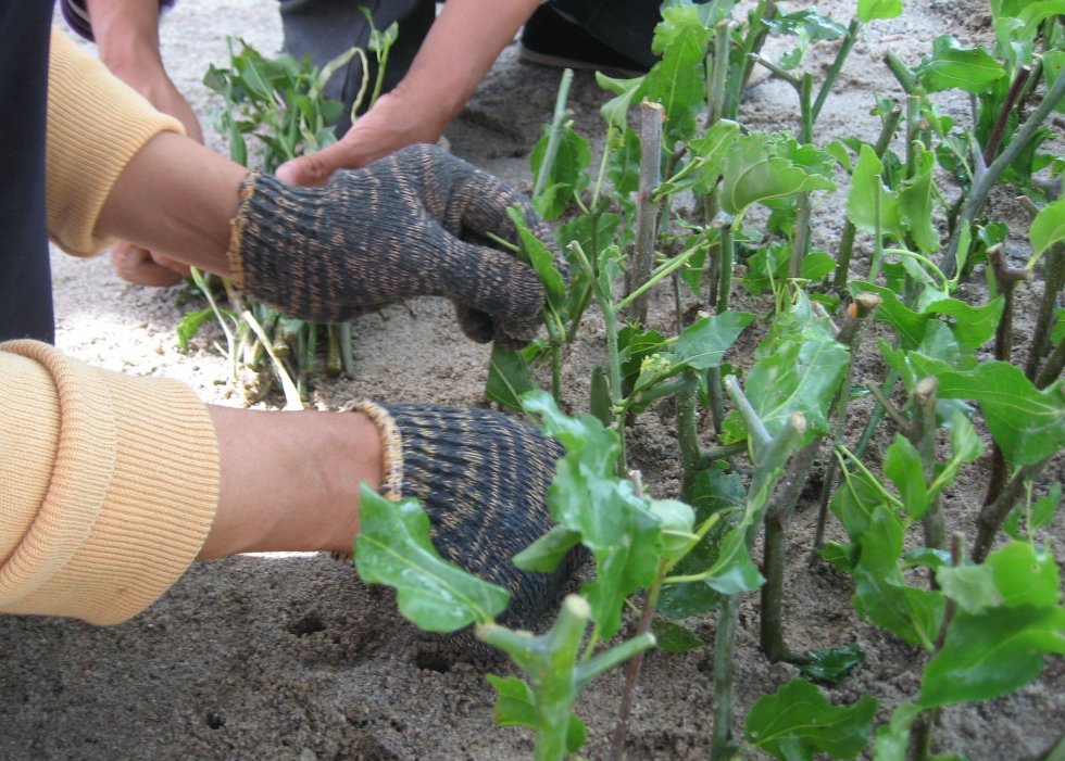  p>嫩枝扦插又叫绿枝扦插,软枝扦插.