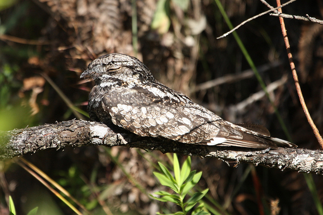  p>普通夜鹰(学名: i>caprimulgus indicus /i>):体长约270毫米,翅长
