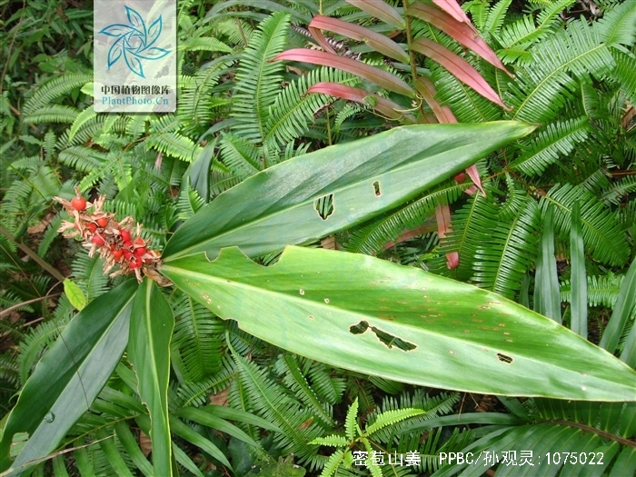 wu et senjen )是姜科,山姜属多年生 a href="#">草本 /a>植物,株高