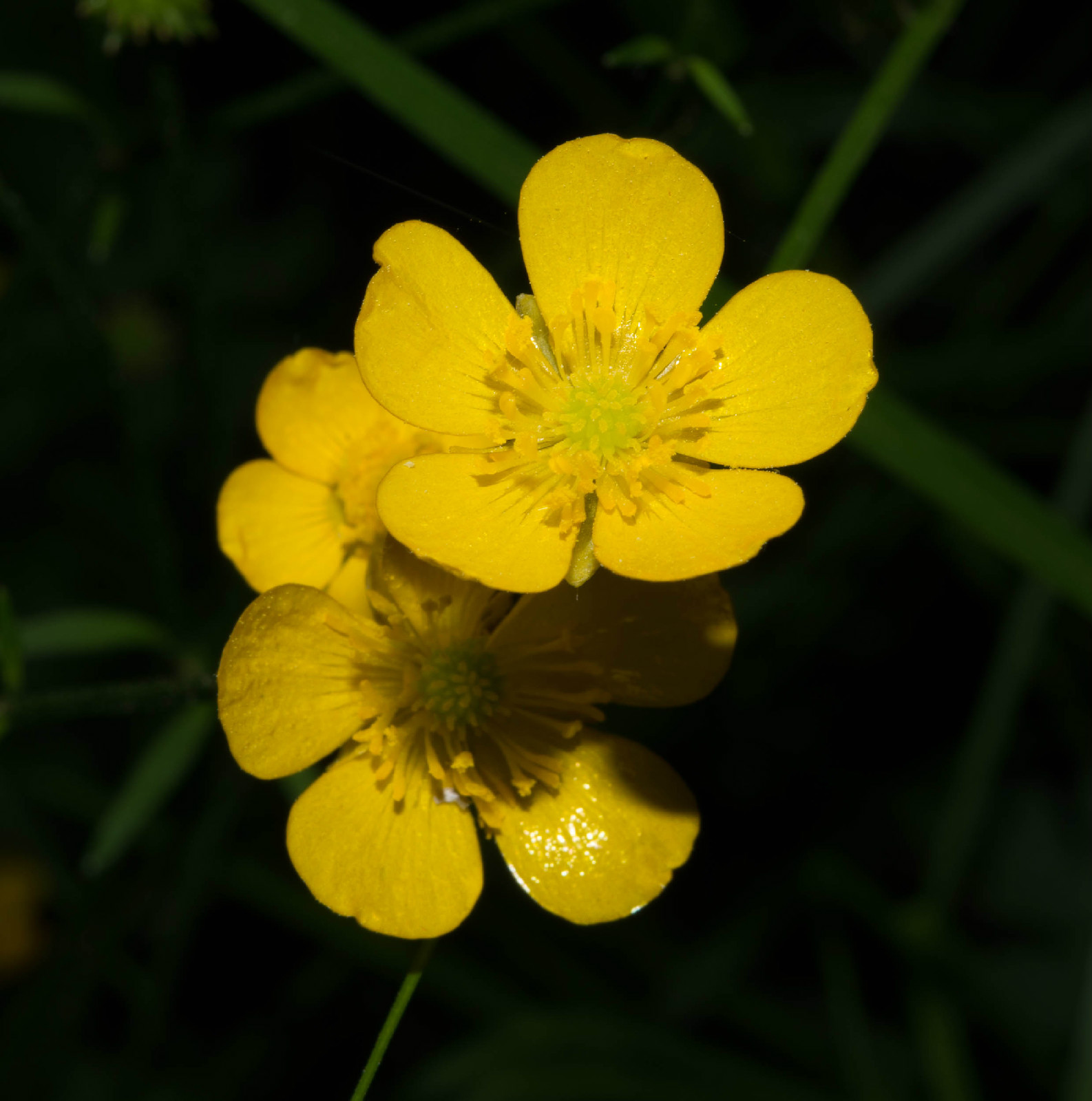  p>草甸毛茛(学名: i>ranunculus acris /i>  l.