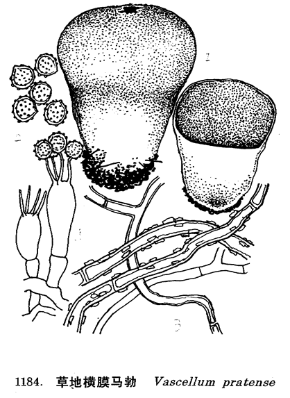 幼时可食,与马勃属(lycoperdon)的一些种相近似,但明显区别是产孢部分