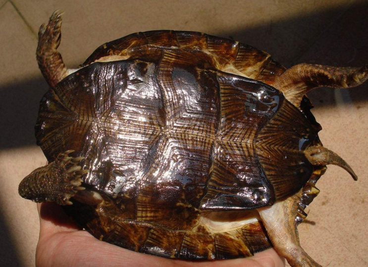  p>条颈摄(spripe-neckedleafturtle),分布于越南,老挝,泰国,柬埔寨等