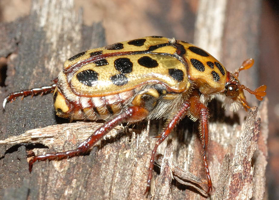  p data-id="gnfc99j45g">花金龟是指 a target