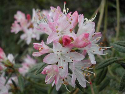  p>碎米花(学名: i>rhododendron spiciferum /i> franch.