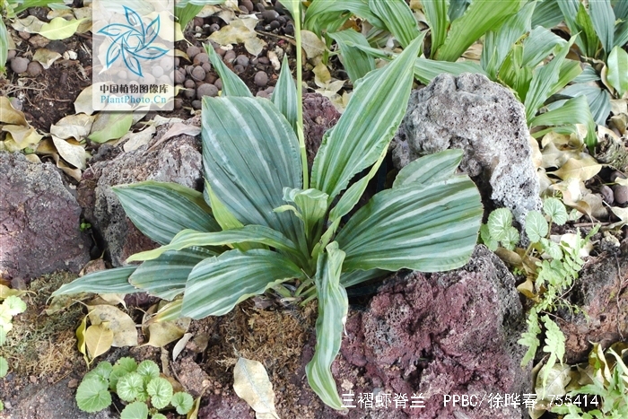  p>三褶虾脊兰(学名: i>calanthe triplicata /i>  (willem.