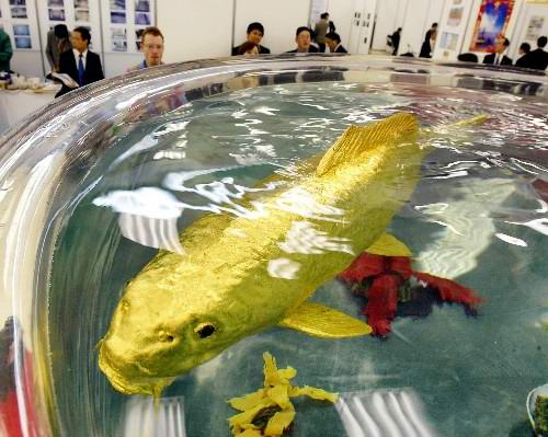 金色的鲤鱼