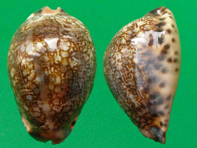  p>灰花枕宝螺(学名:mauritia grayana grayana)是腹足纲宝螺科的软体