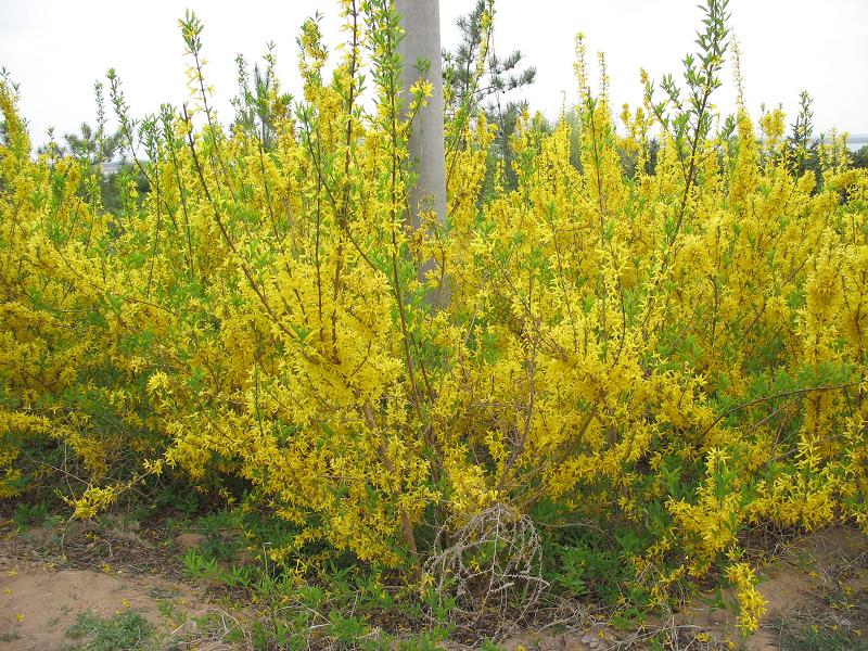 柠条锦鸡儿(原变型)