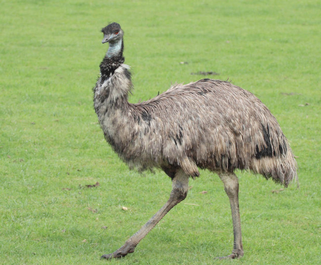 miáo](学名: i>dromaius novaehollandiae /i>),鸟纲鸸鹋科唯一 a