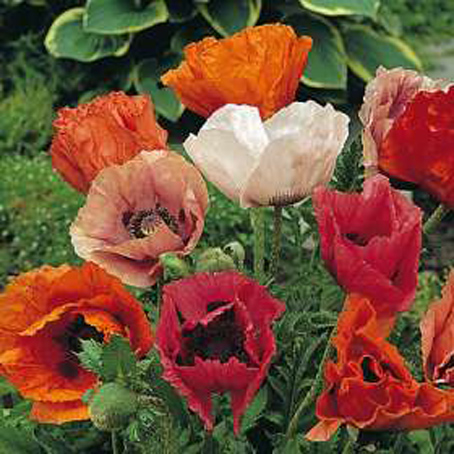 罂粟指名亚种(学名:papaver orientale orientale)为多年生宿根花卉