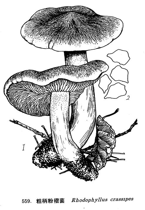  p>形态特征 子实体中等至较大.