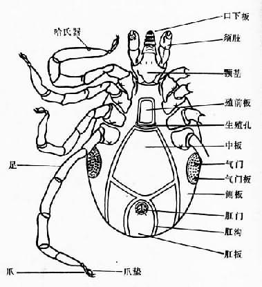 中胸气门