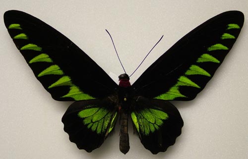 托斯卡翠叶红颈凤蝶