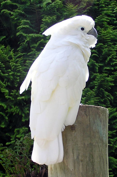 umbrella cockatoo