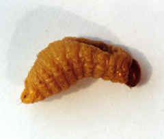 以香蕉,西贡蕉为主要寄主,亦危害大蕉,粉蕉等.