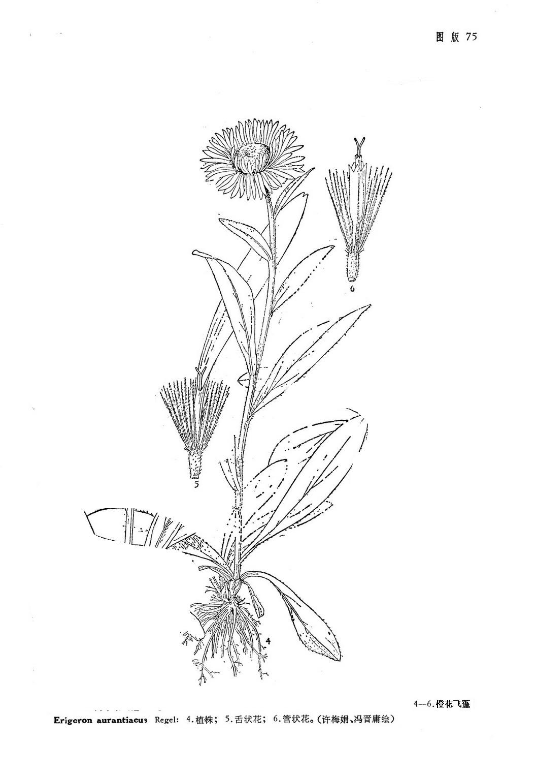  p>橙花飞蓬是多年生 a href="#">草本 /a>,根状茎直立或斜升,径3-7 a